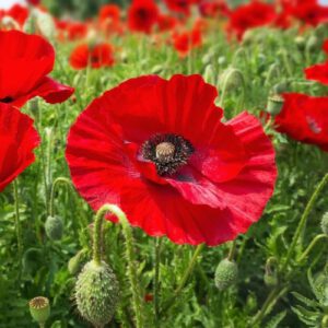 Poppy Flower